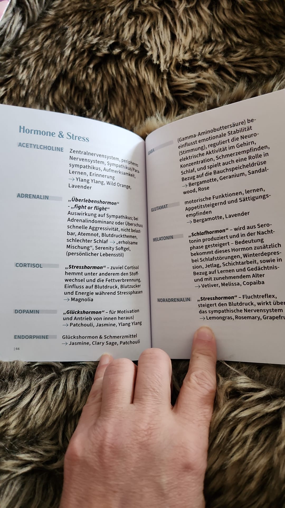 Das Innen stärken - mit der Kraft der Natur